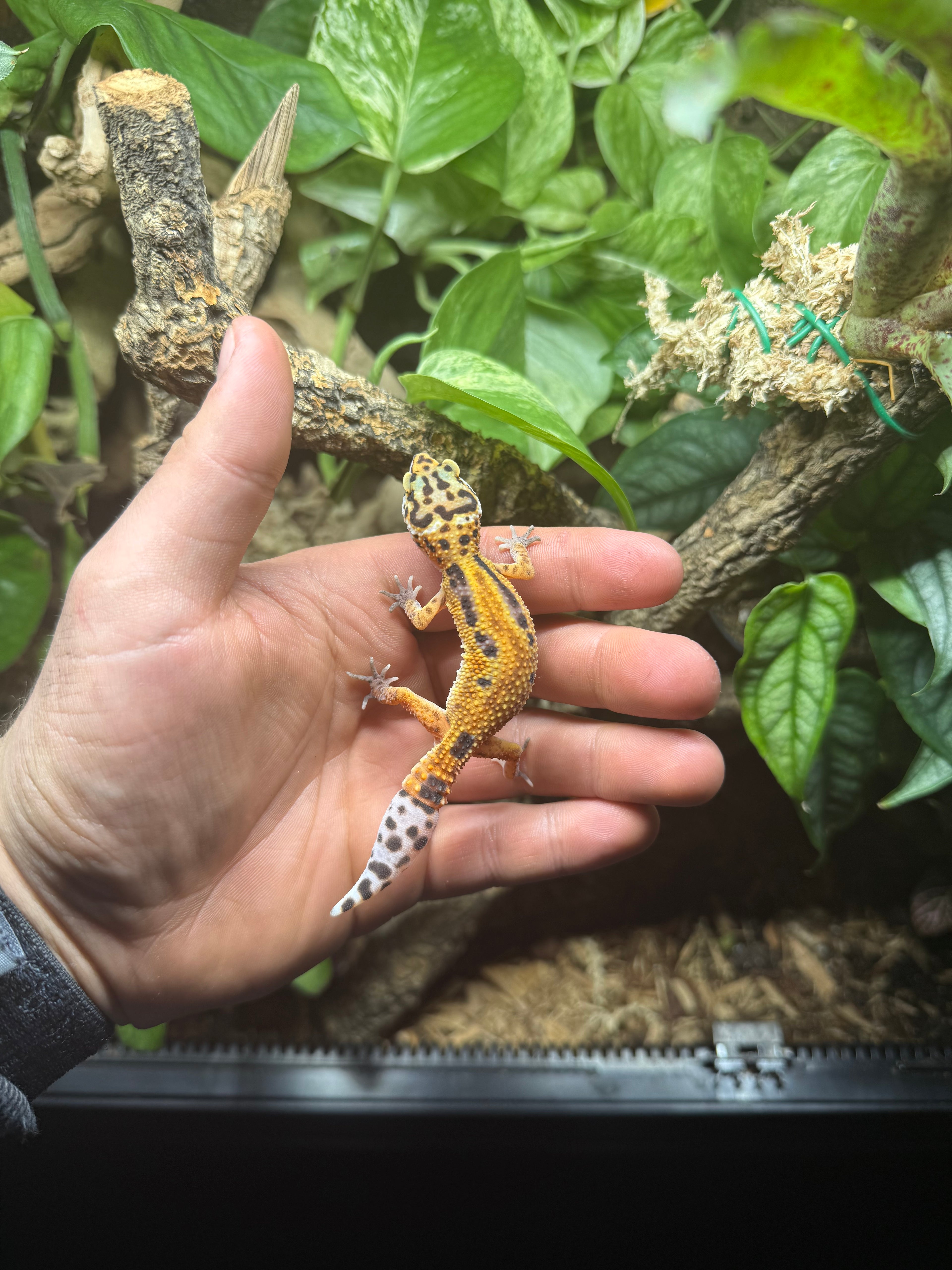 0.1 Leopardgecko-Tangerine (50% het eclipse) Tier-ID: 1225