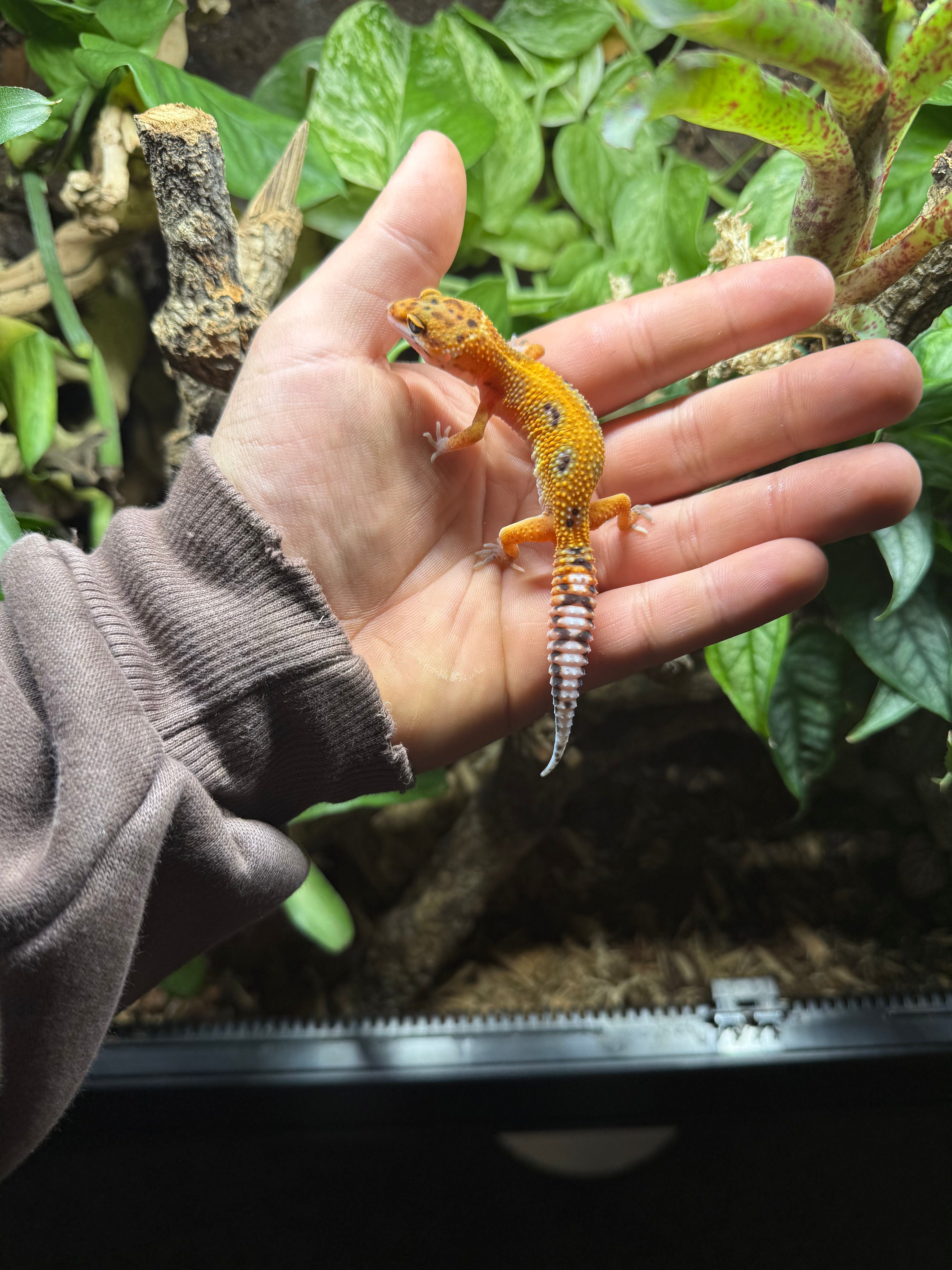 0.1 Leopardgecko-Tangerine het eclipse Tier-ID: 3125