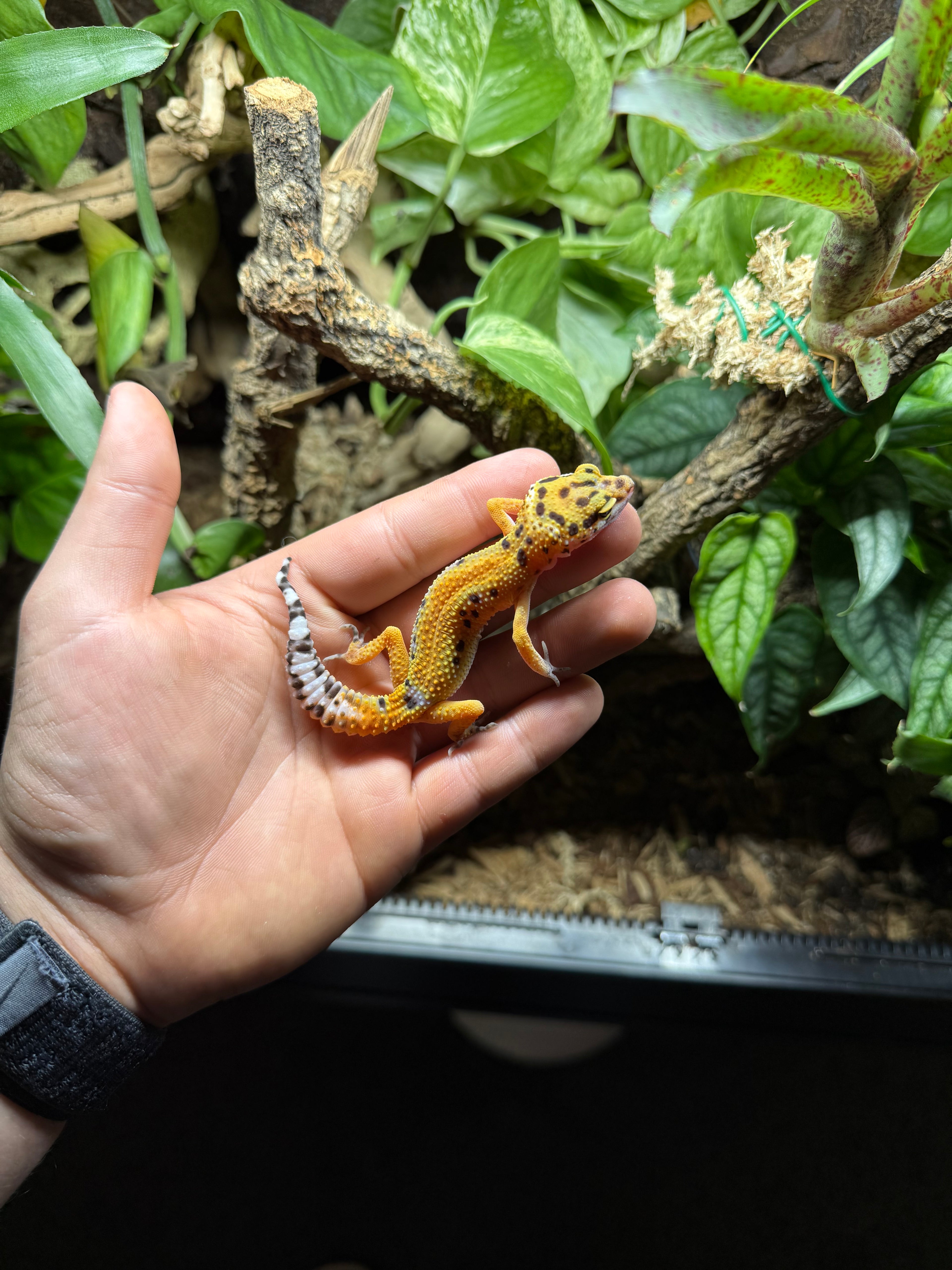 0.1 Leopardgecko-Tamgerine het bell Tier-ID: 2225