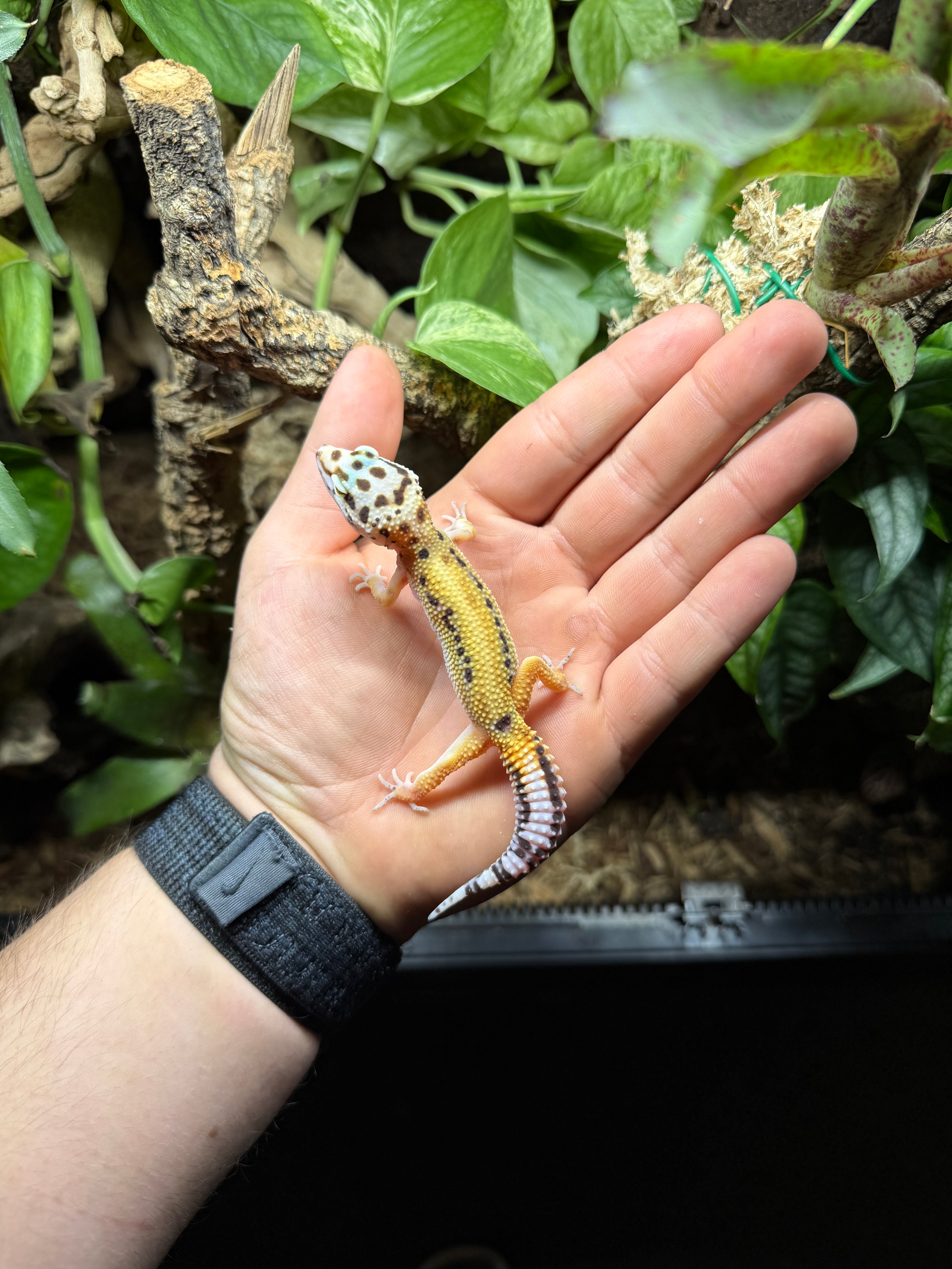0.1 Leopardgecko-Tangerine het bell Tier-ID: 2925