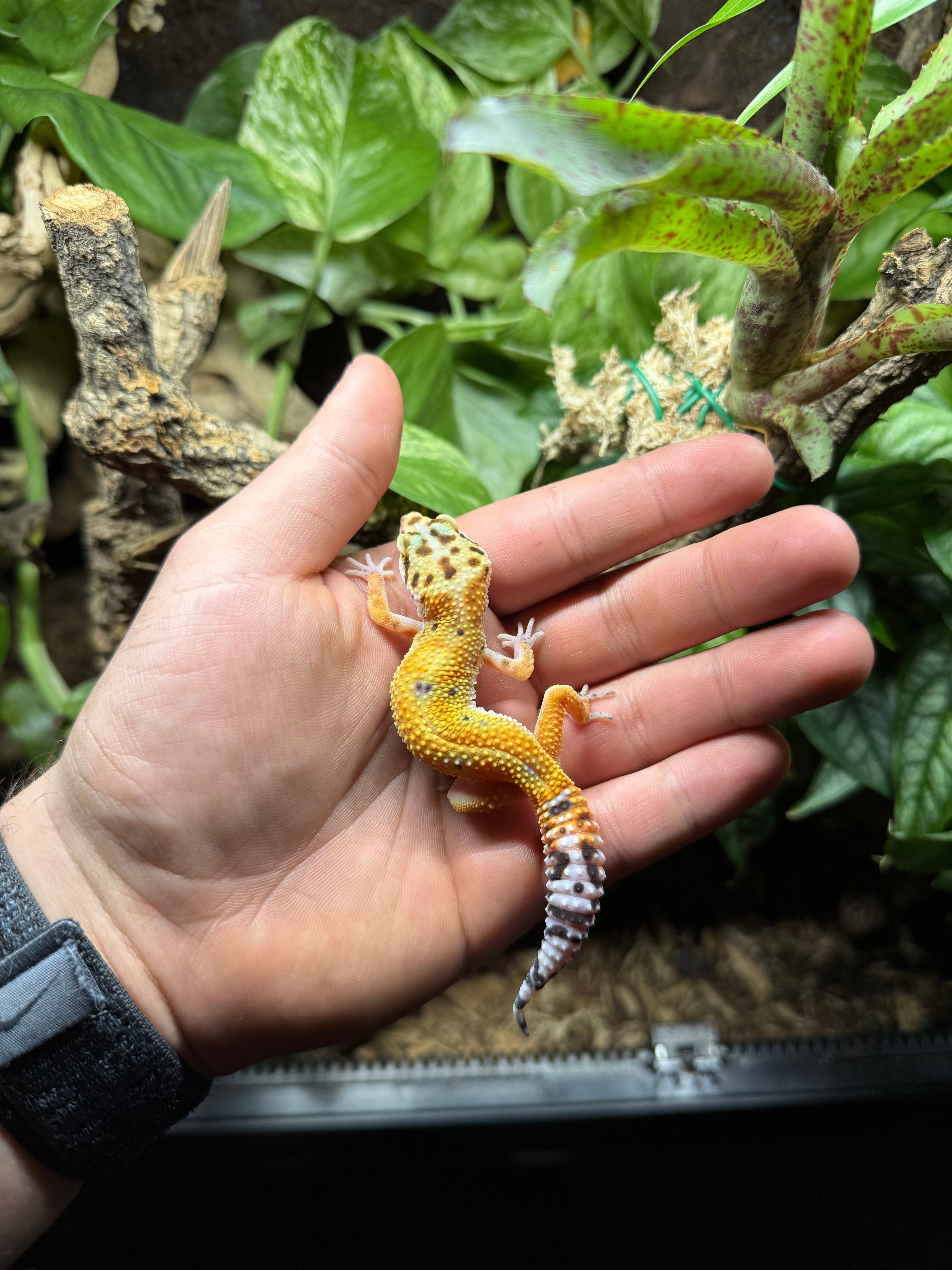 0.1 Leopardgecko-Tangerine het bell Tier-ID: 2325