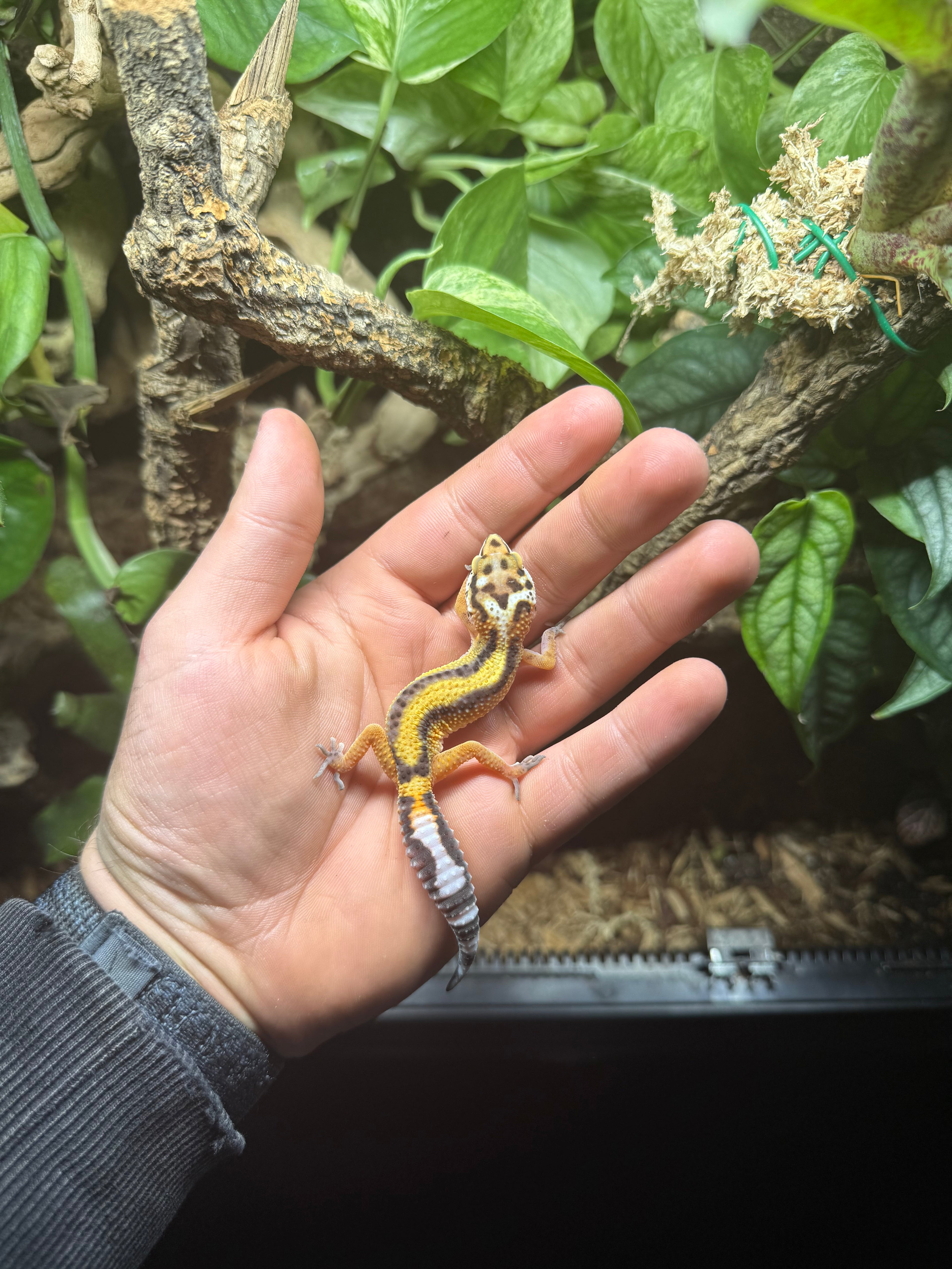 0.1 Leopardgecko-Tangerine Bold stripe Tier-ID: 3325