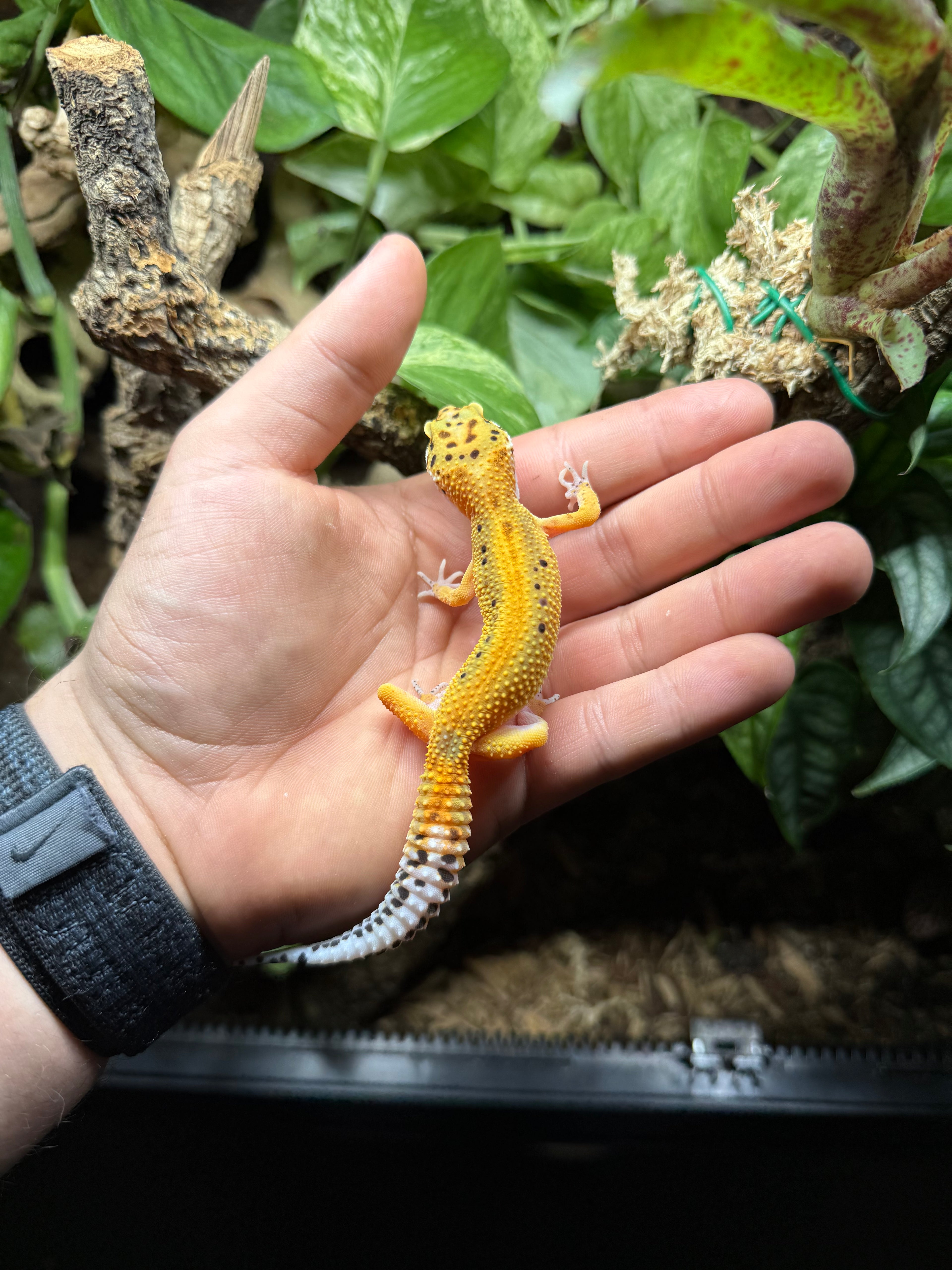 0.1 Leopardgecko-Tangerine het bell Tier-ID: 1825