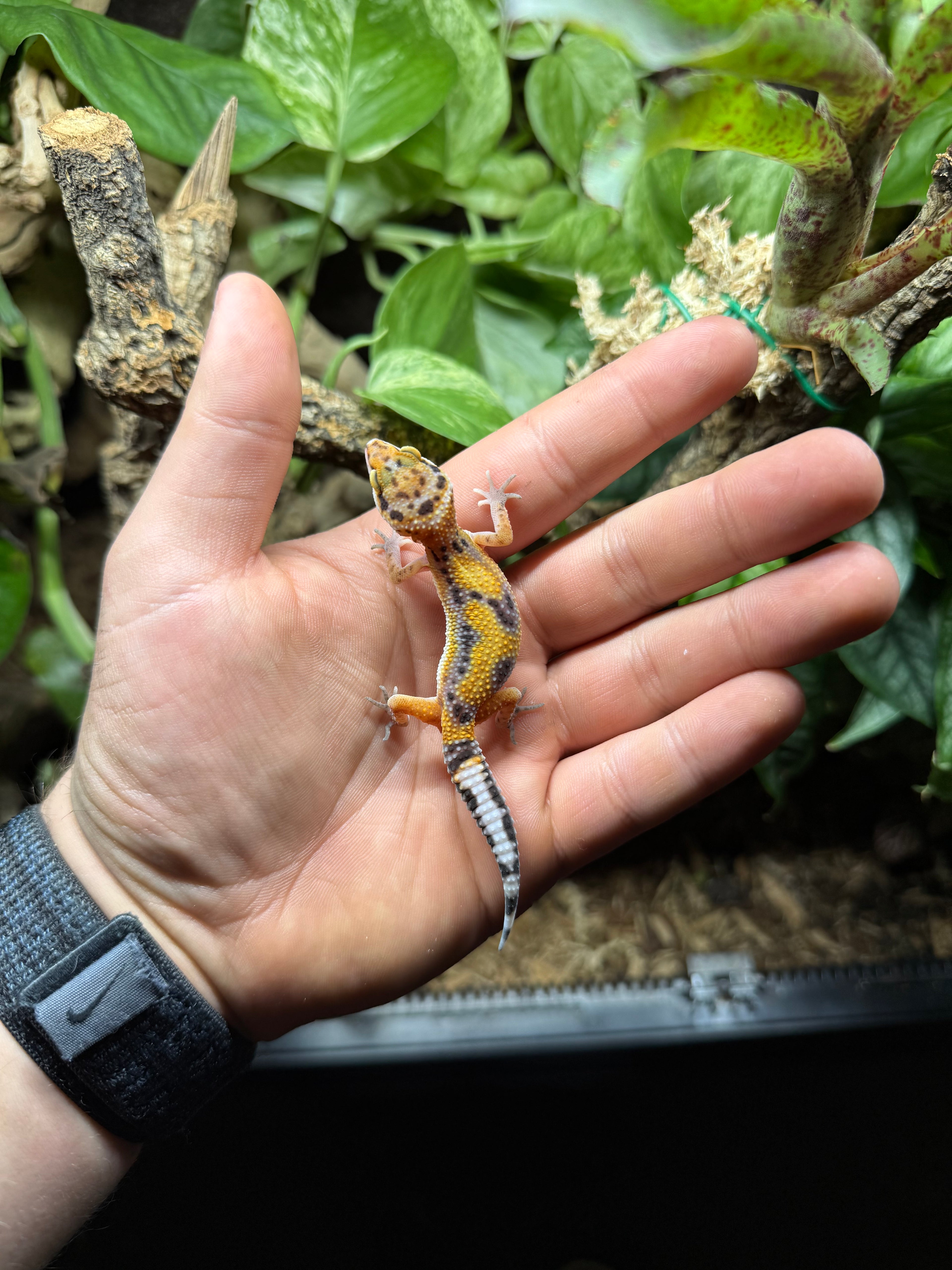 0.1 Lerpardgecko-Tangerine het bell (50% het eclipse) Tier-ID: 3625