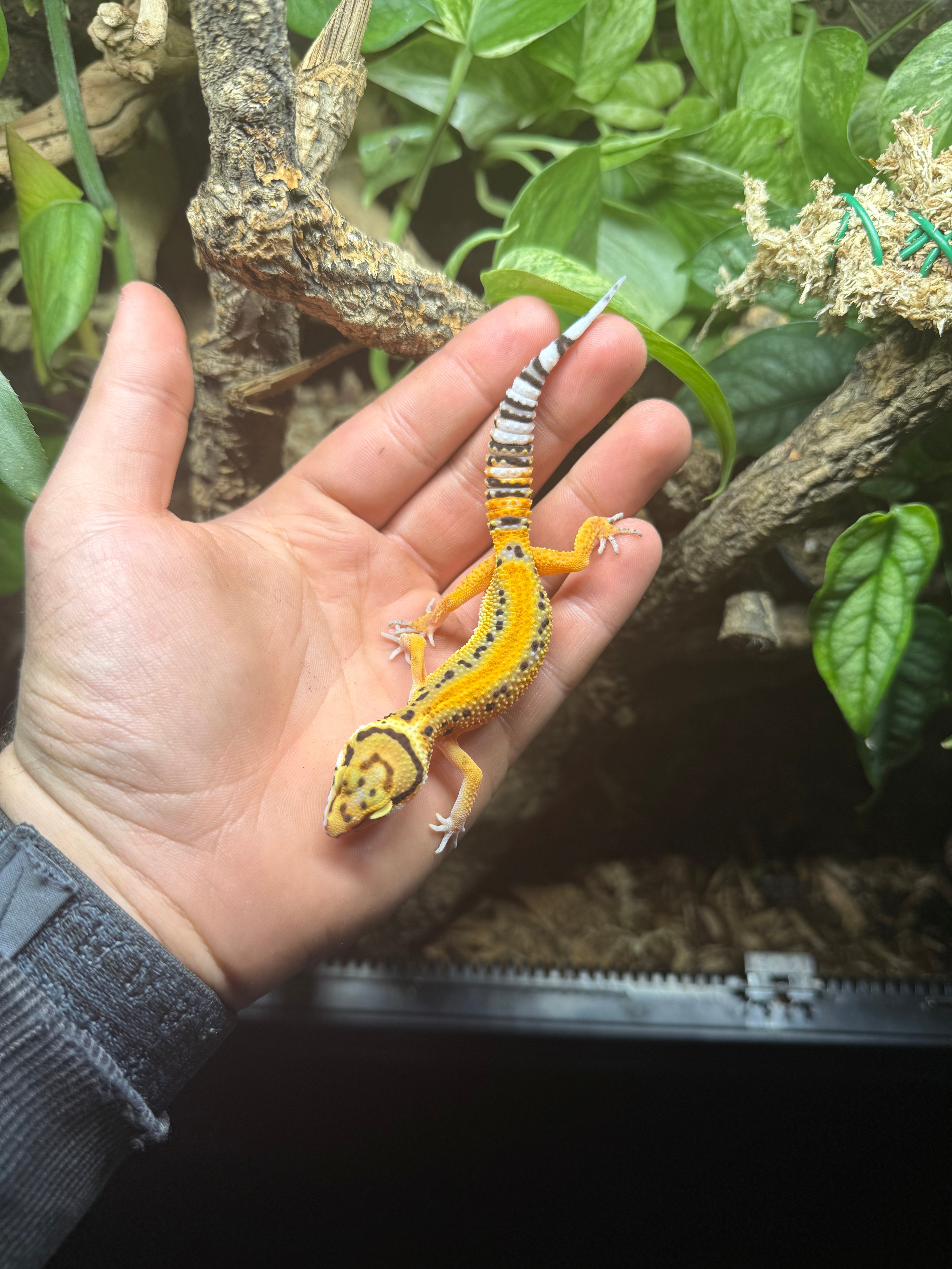 0.1 Leopardgecko-Tangerine bold stripe Tier-ID: 1125