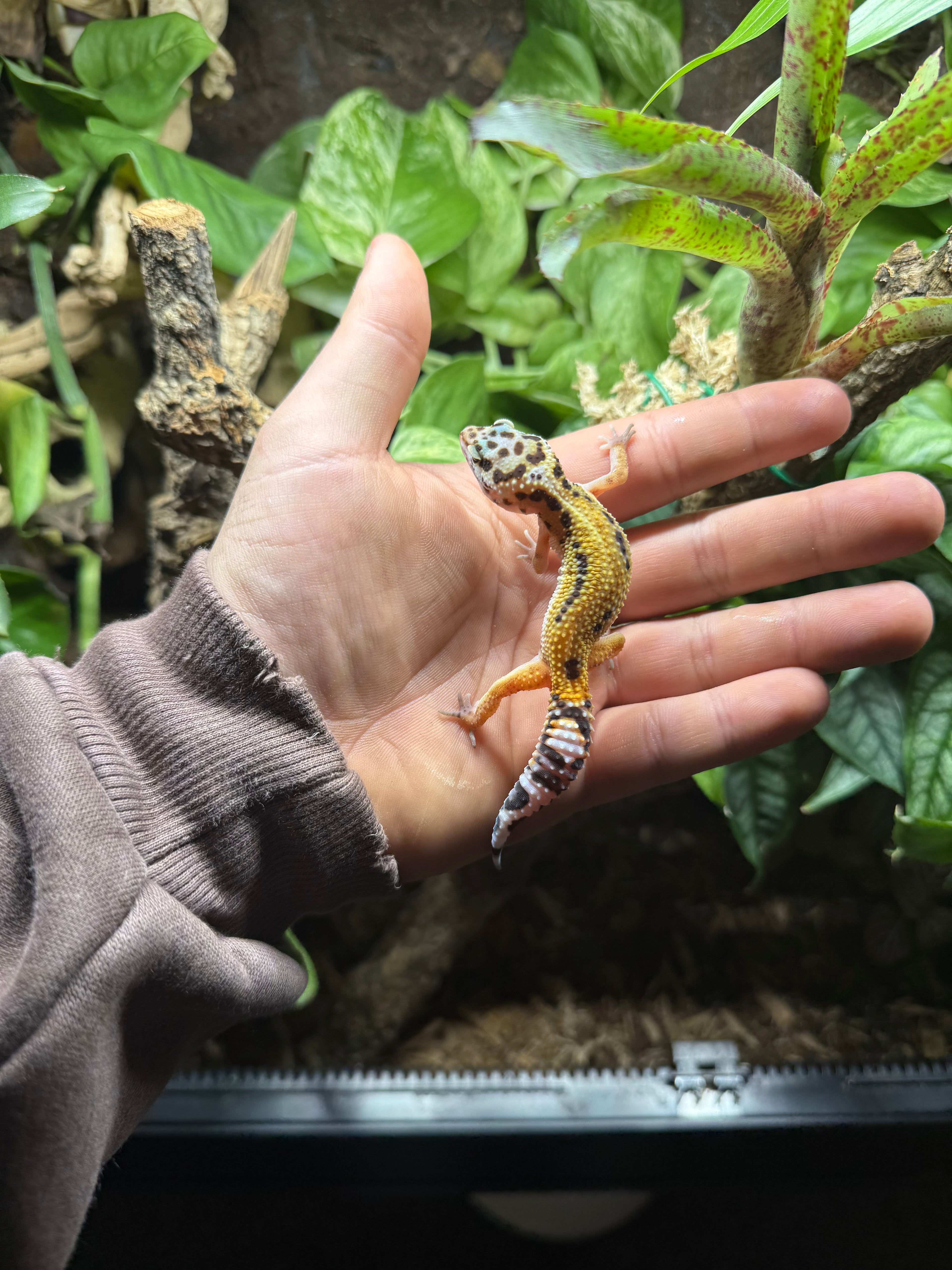 0.1 Leopardgecko-Tangerine het bell/bold stripe Tier-ID: 0525