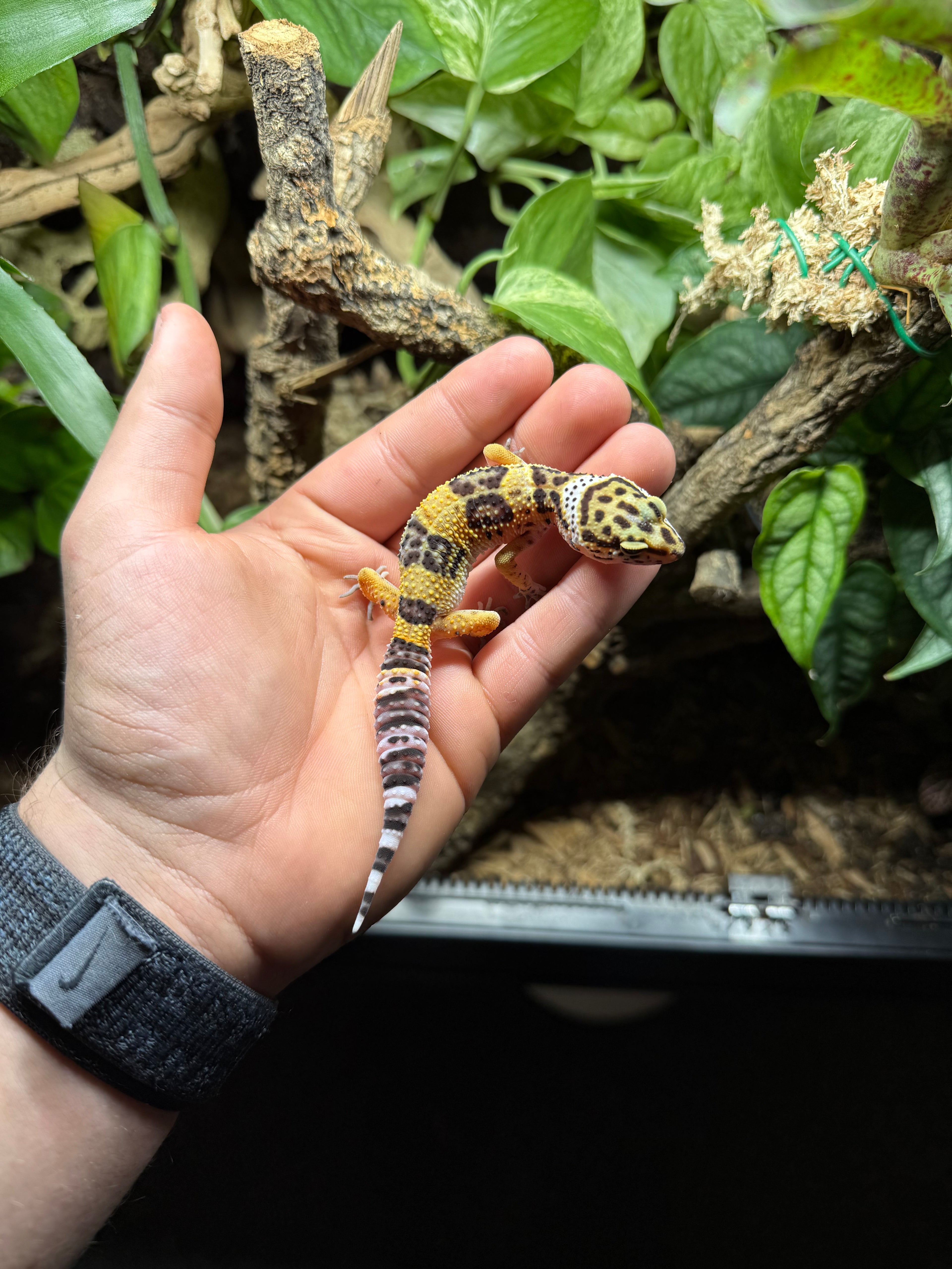 0.1 Leopardgecko-Tangerine Tier-ID: 3225