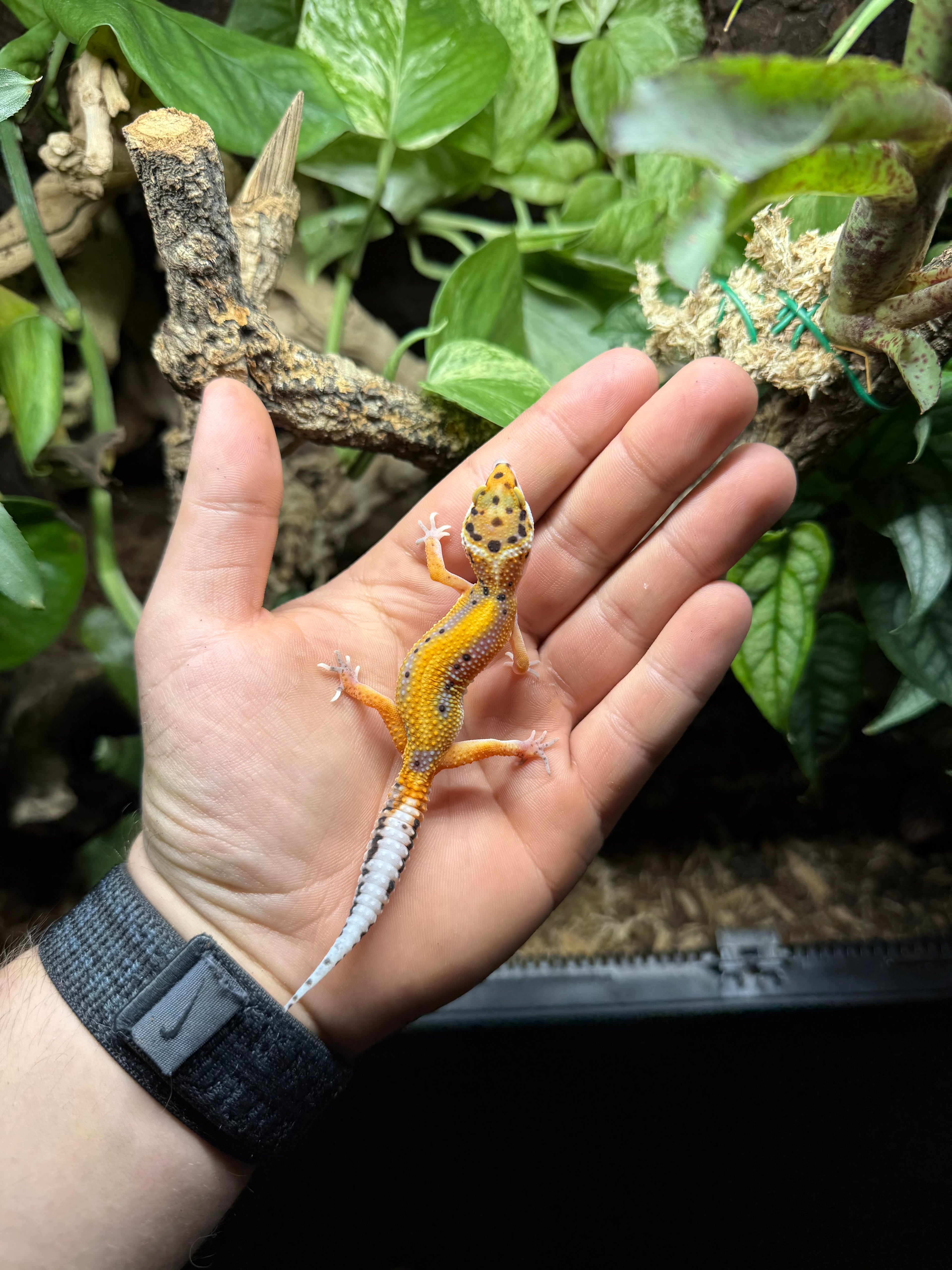 0.1 Leopardgecko-Tangerine bold stipe (50% het eclipse) Tier-ID: 0225