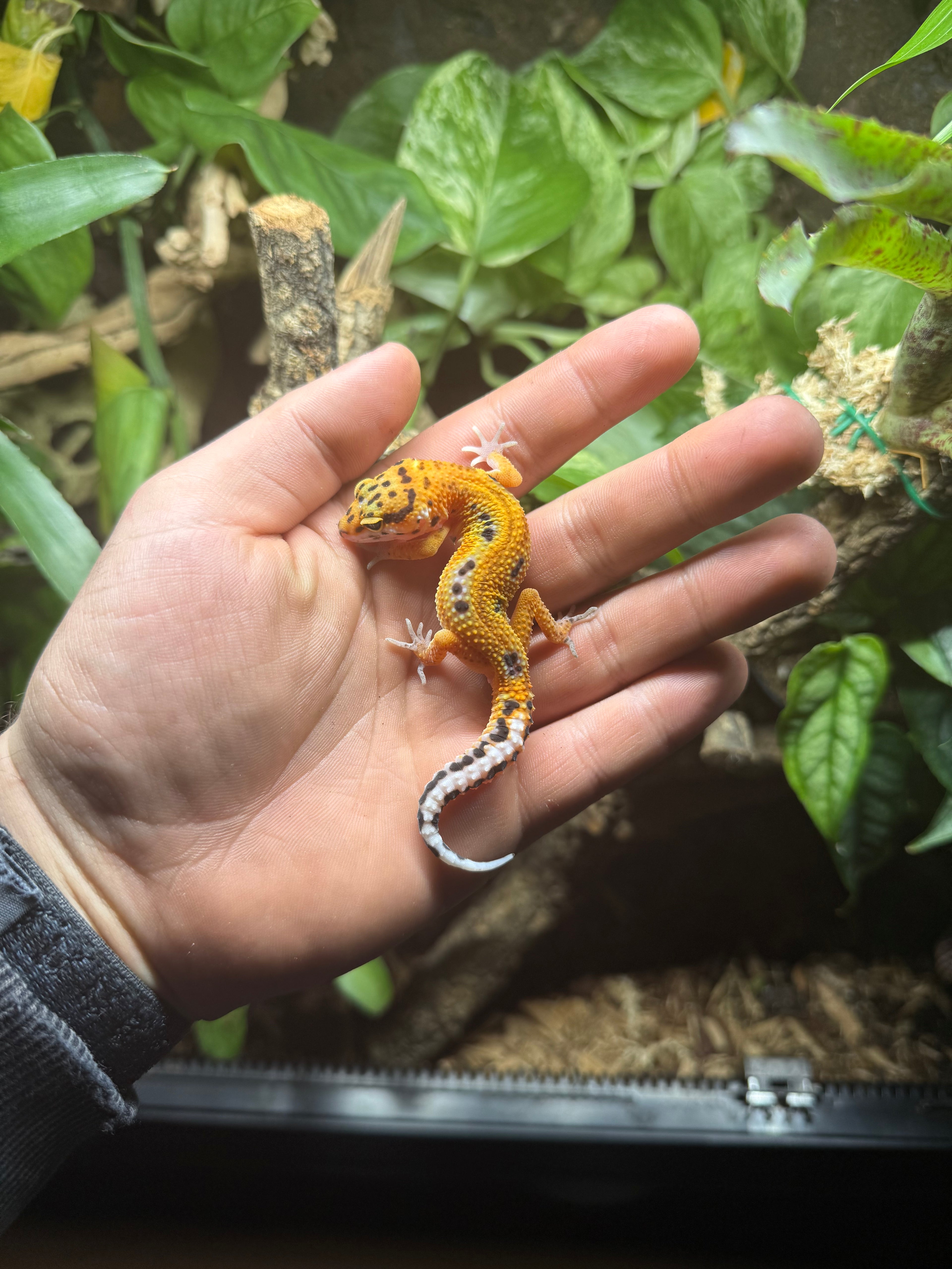 0.1 Leopardgecko-Tangerine het eclipse Tier-ID: 2125