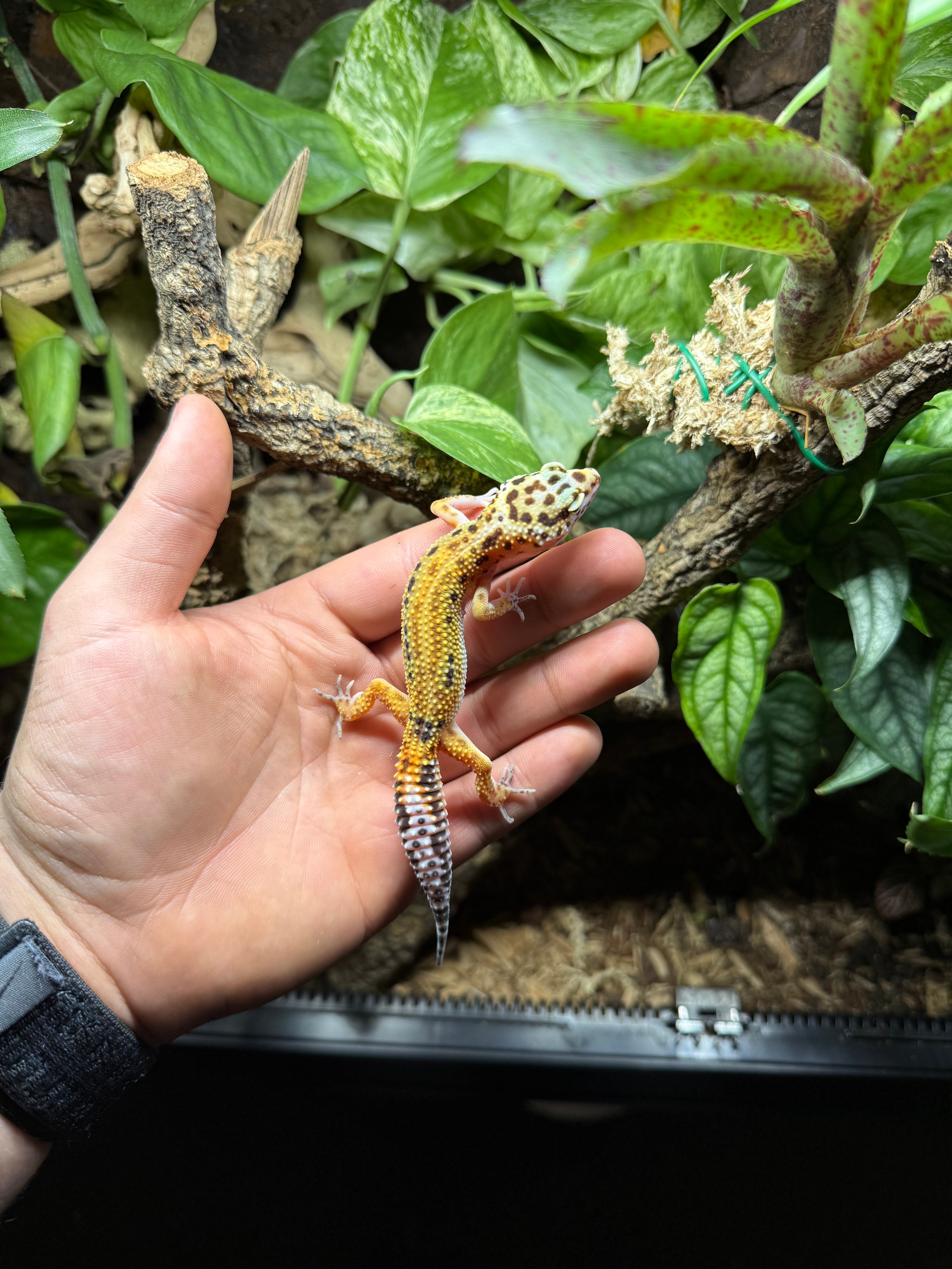 0.1 Leopardgecko-Tangerine het eclipse Tier-ID: 1425