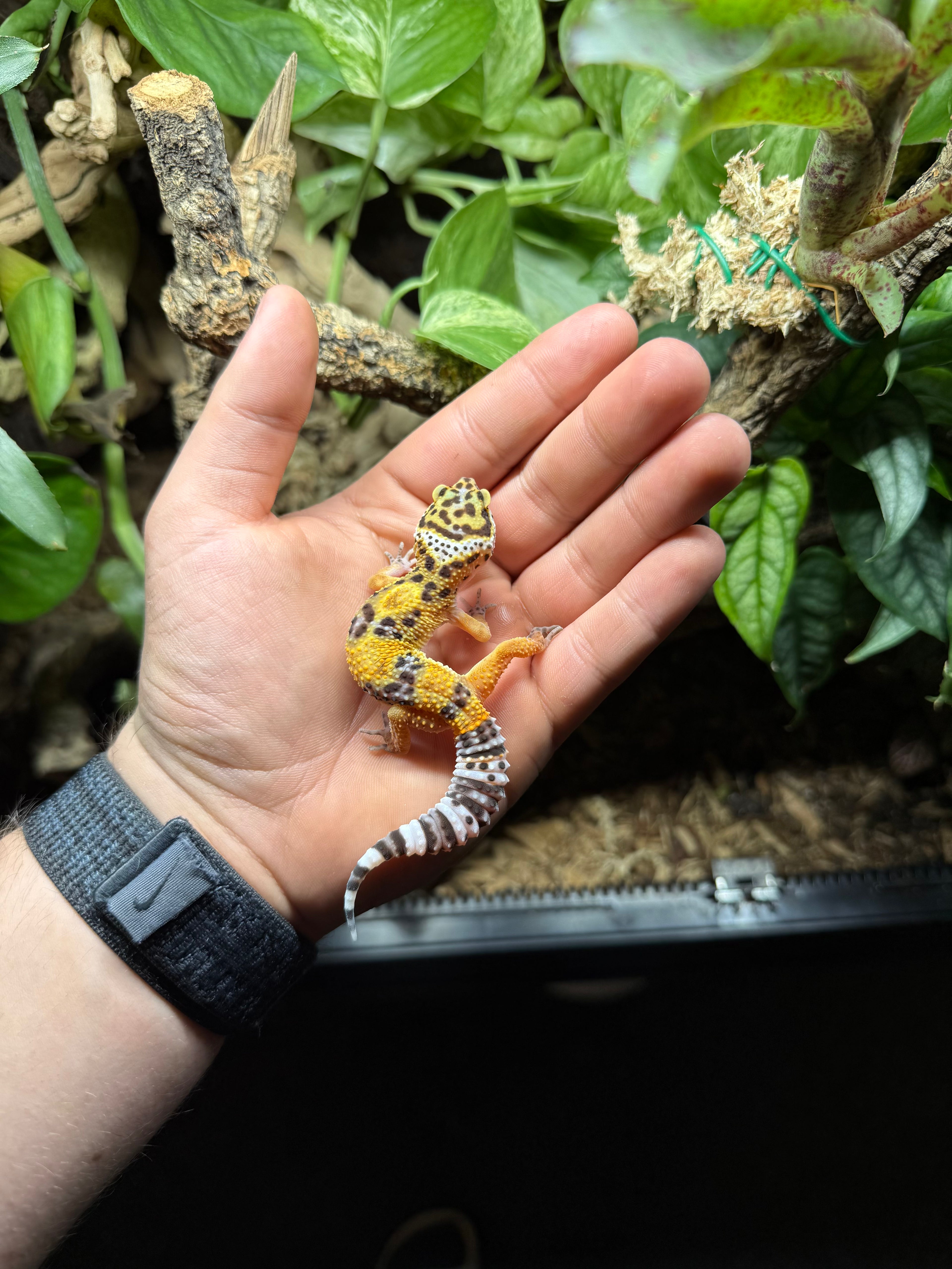 0.1 Leopardgecko-Tangerine Tier-ID: 2525