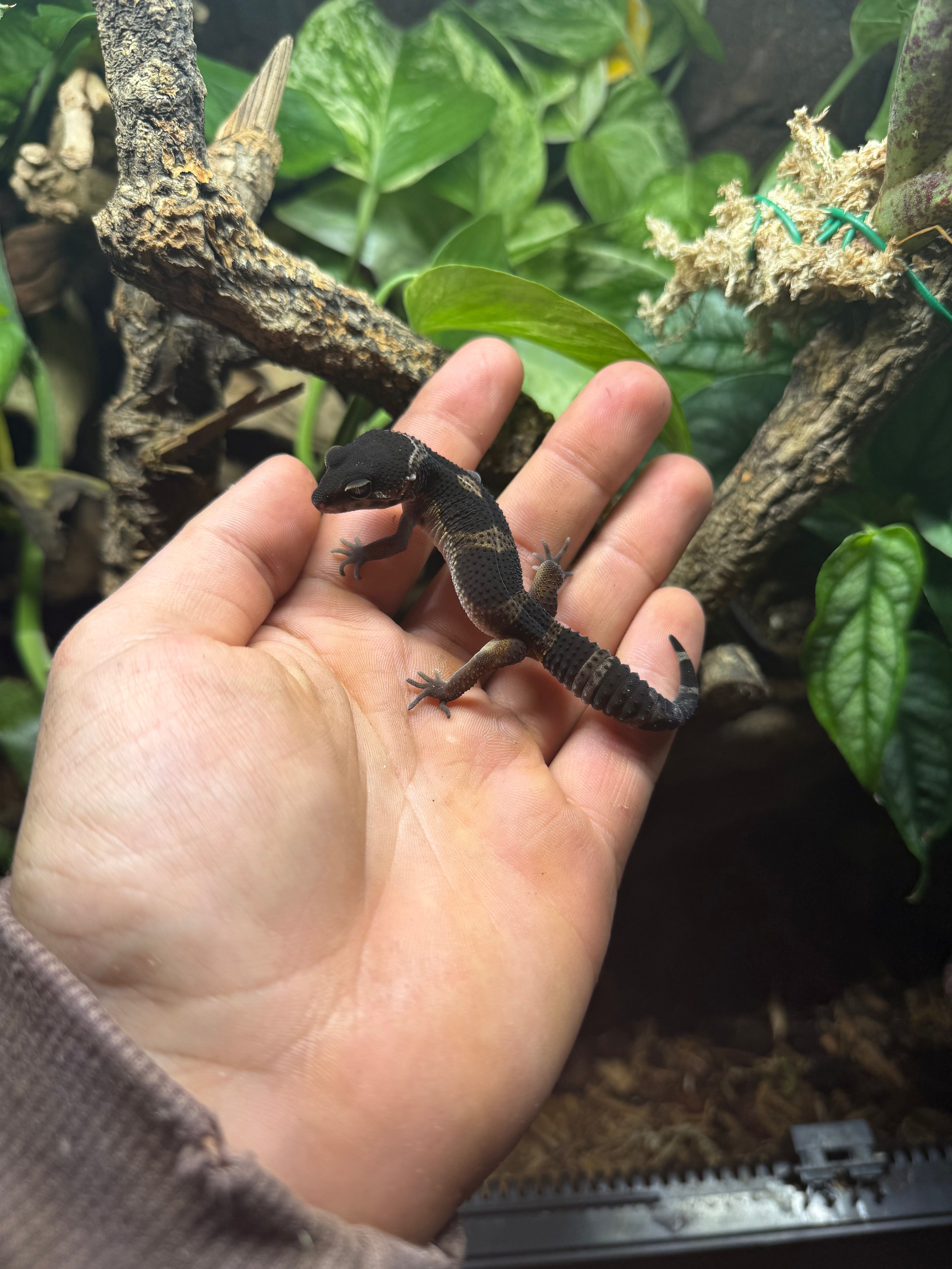 0.1 Leopardgecko BlackNight MS Tier-ID: 1625