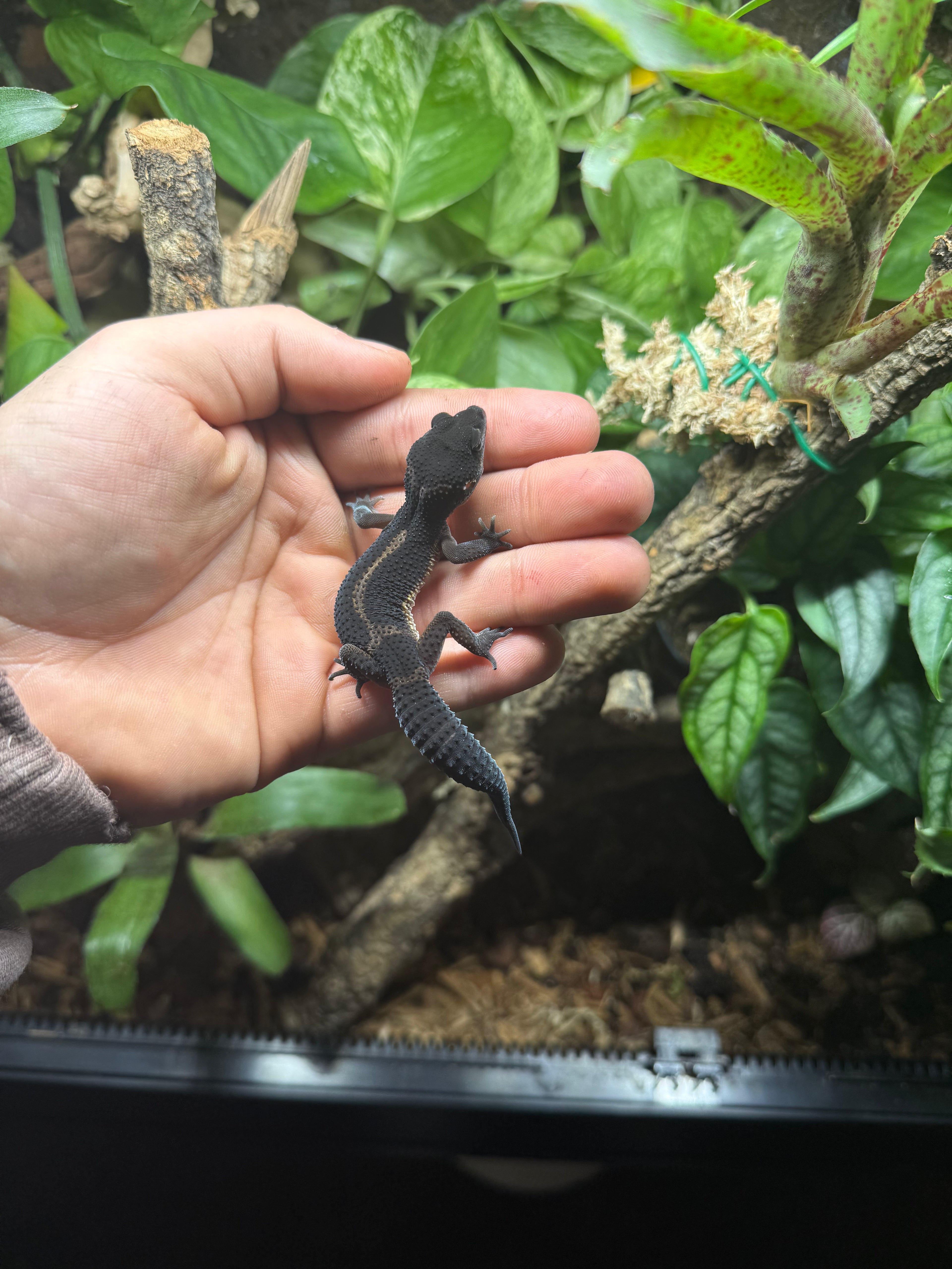 0.1 Leopardgecko BlackNight Pure Tier-ID: 3425