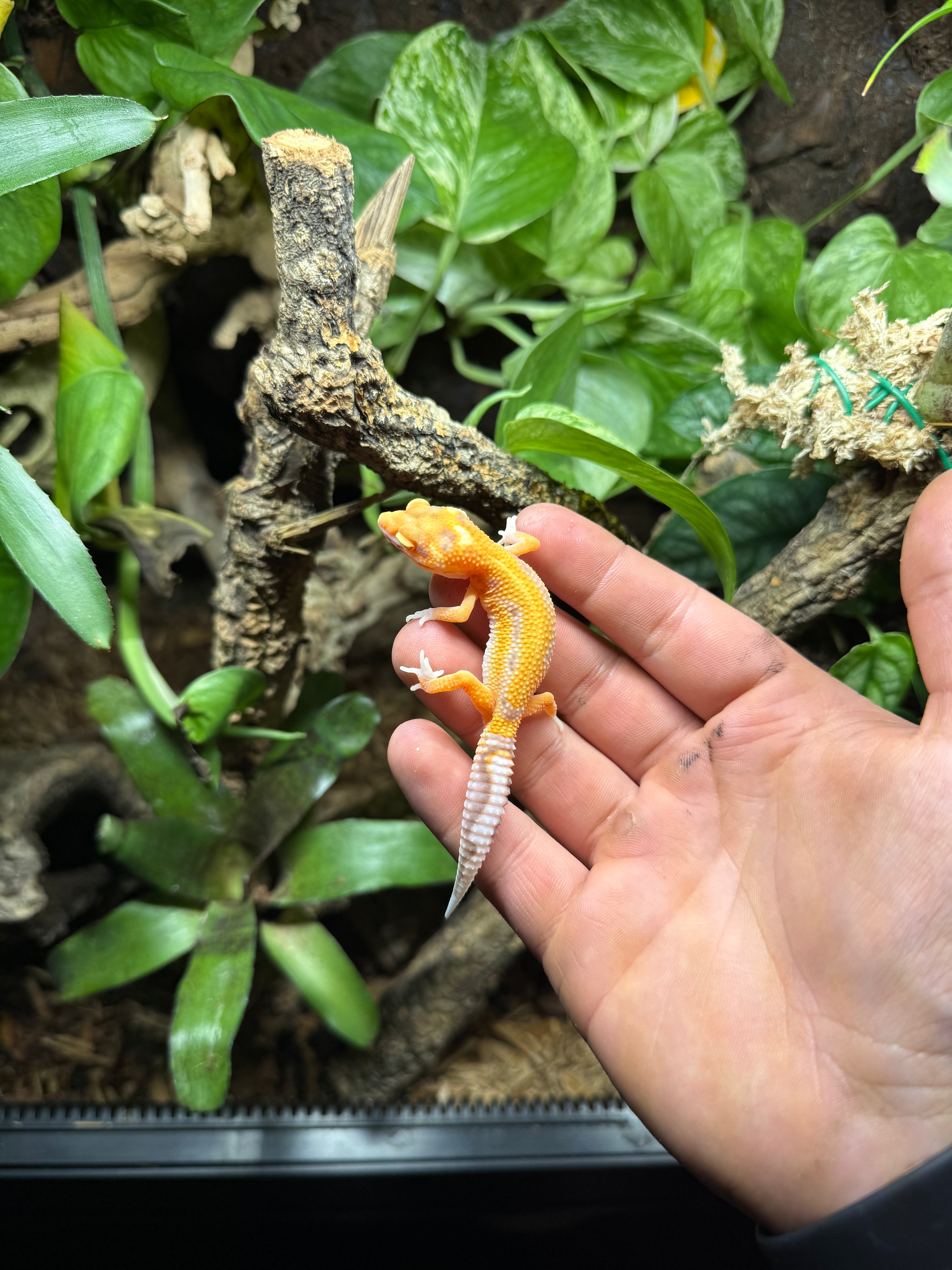 0.1 Leopardgecko WY Albino eclipse Tier-ID: 1925