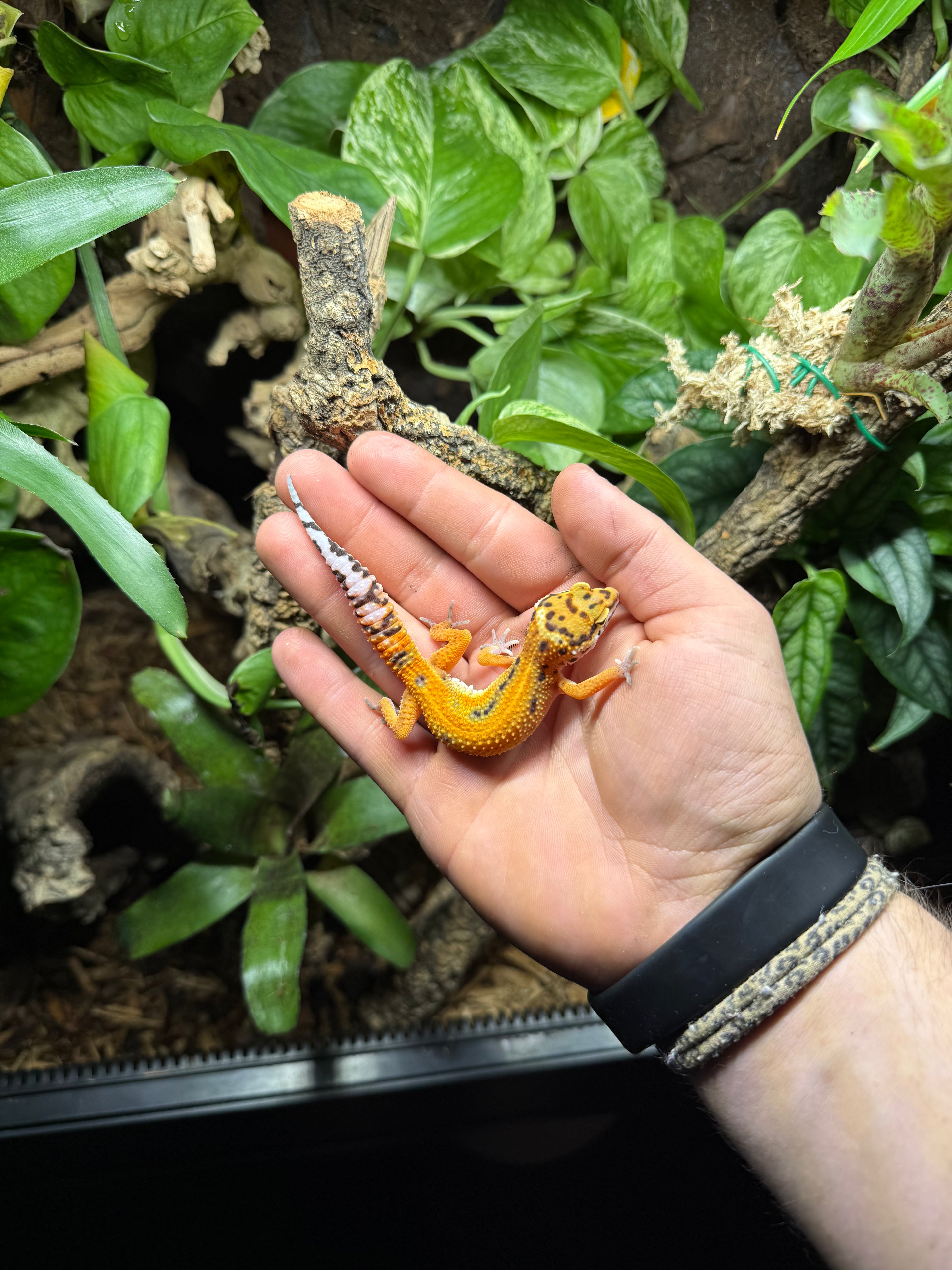 0.1 Leopardgecko Tangerine blood Tier-ID: 0425