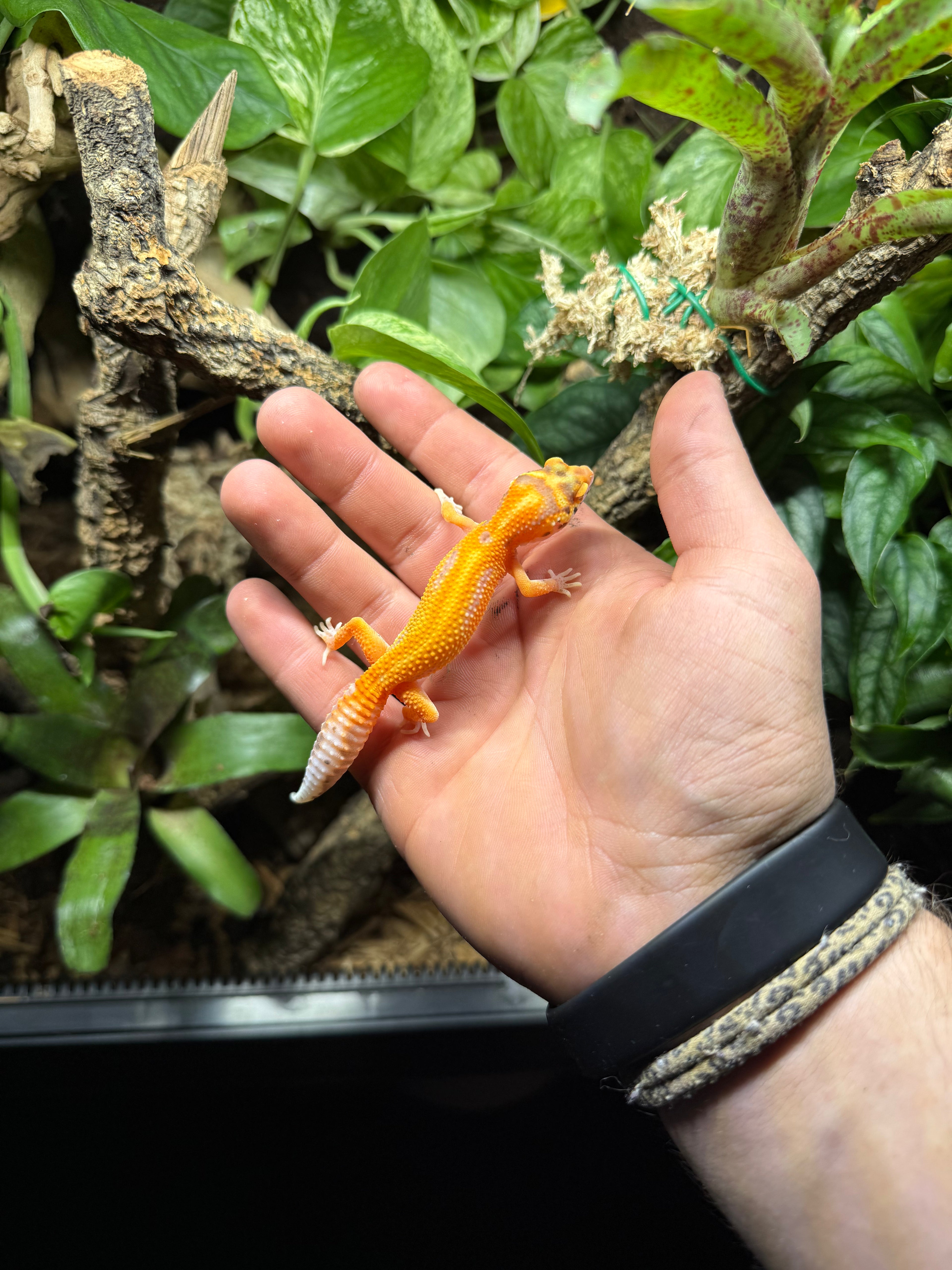 0.1 Leopardgecko WY Albino Tier-ID: 3025