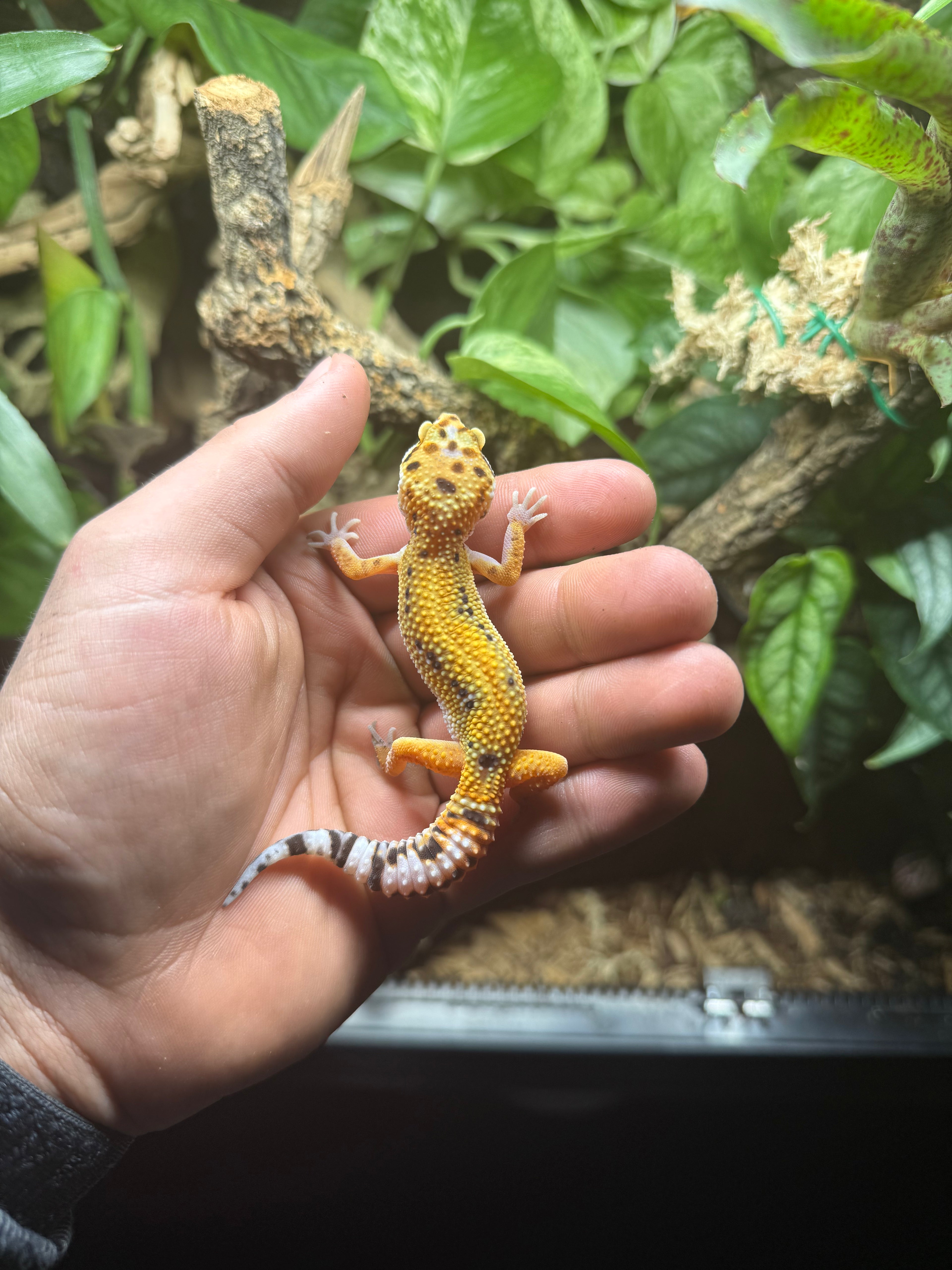 0.1 Leopardgecko-Tangerine het bell Tier-ID: 2825